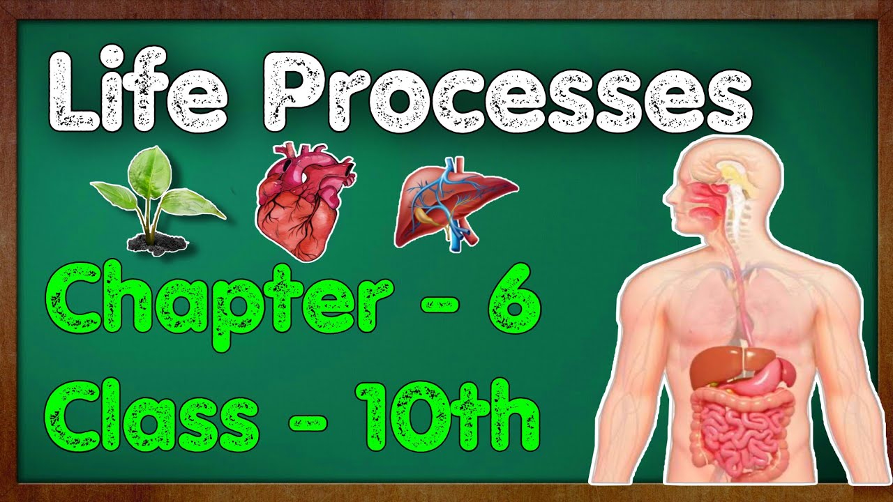 CH 5 LIFE PROCESS MonoMath